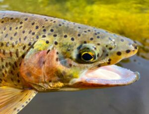 Lee más sobre el artículo ¿Qué es “The Mayfly Lab”?