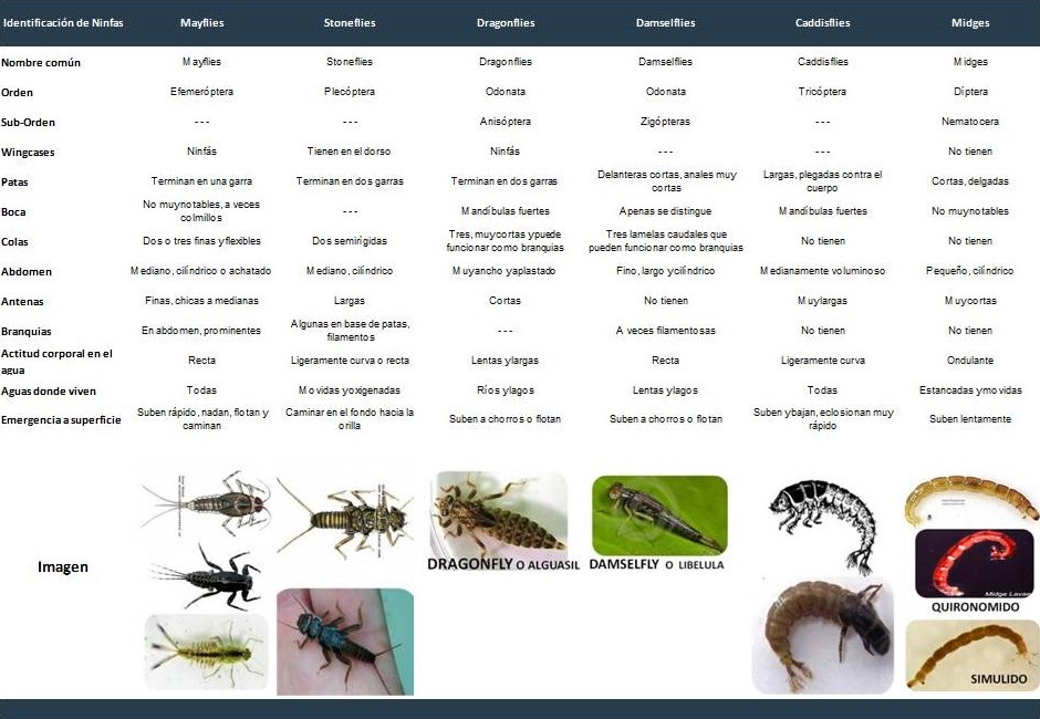 identificacion de ninfas con enfasis en la pesca con mosca